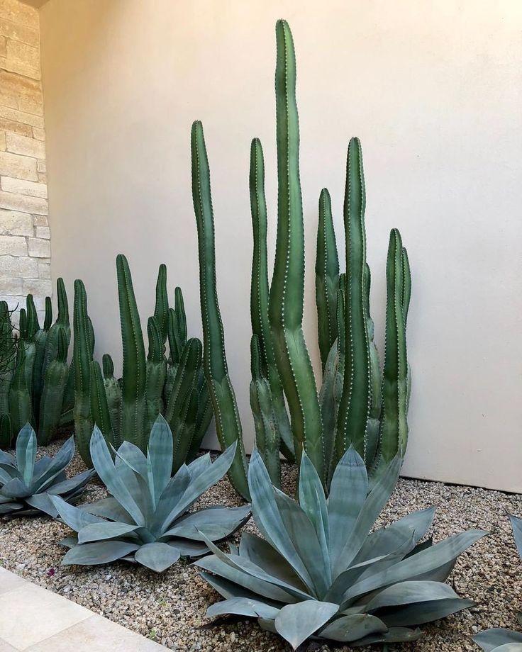Minimalist desert xeriscape inspiration image: narrow linear bed of small beige pebbles with light stone border, blue-gray agave rosettes in front and tall columnar cacti forming a vertical backdrop.